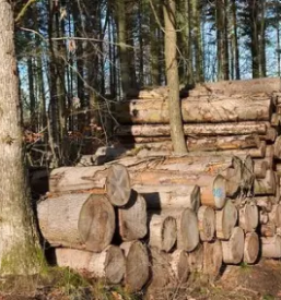 Ugodna secnja in spravilo lesa ruse