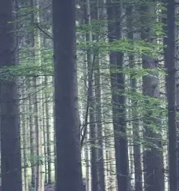 Ugodna secnja in spravilo lesa ruse