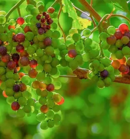 Rdeča in bela vina Kras