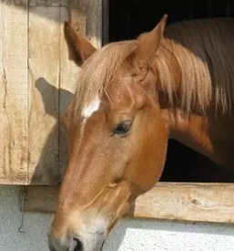 Ljutomerski kasac prlekija