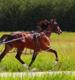 Ljutomerski kasac prlekija