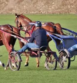 Ljutomerski kasac prlekija