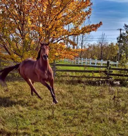 Ljutomerski kasac prlekija
