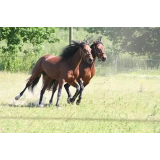 DRUGE ŠPORTNE DEJAVNOSTI, MARJETA SLANA S.P.