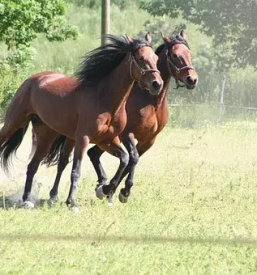 Ljutomerski kasac prlekija