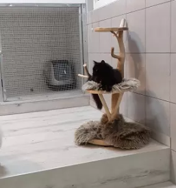 Prenočišča za mačke Celje