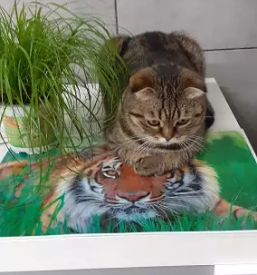 Hotel za hišne ljubljenčke Celje