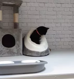 Varstvo za mačke Celje