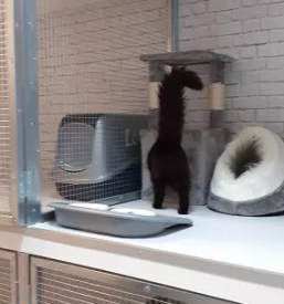 Hotel za mačke Celje