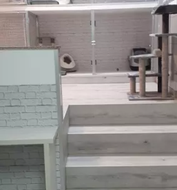 Nadstandardni mačji hotel Celje