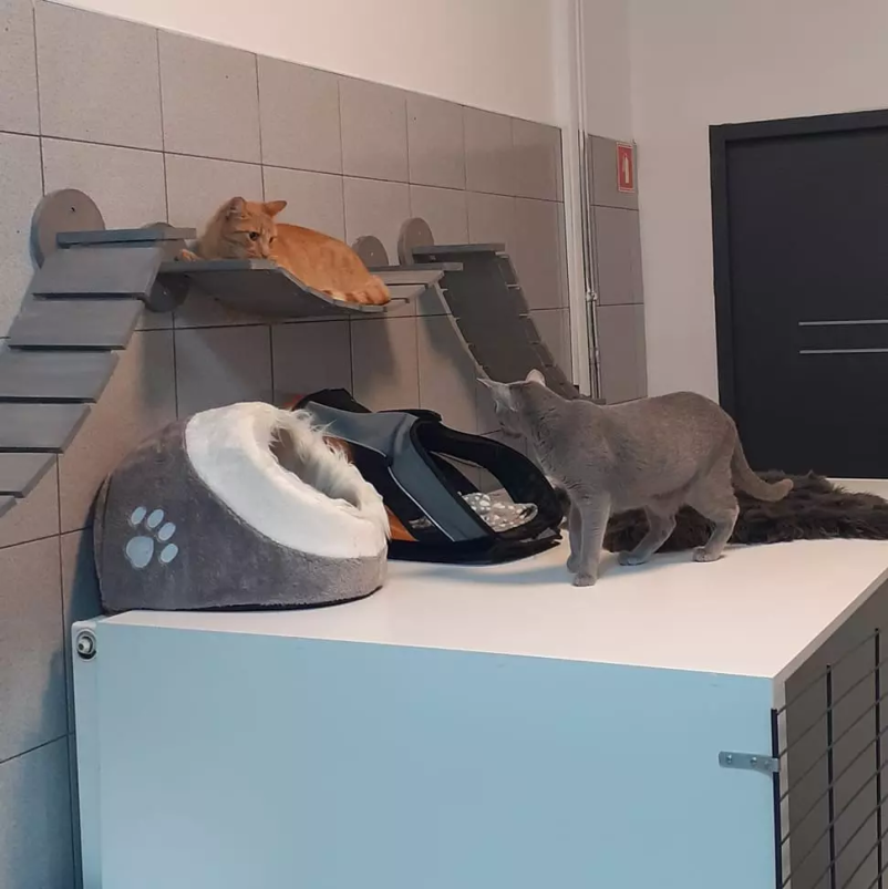 Dober mačji hotel Celje