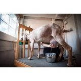 Ekološka kmetija Česnik, Pivka