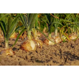 KMETIJA GREGORC / PRI MAČKU