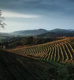 Degustacije penine Bizeljsko