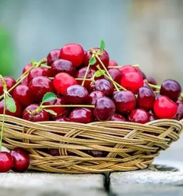 Ugodna prodaja domacega sadja ljubljana