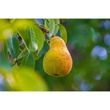 Domačija Turnšar, Ljubljana