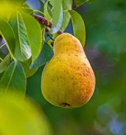 Ugodna prodaja domacega sadja ljubljana
