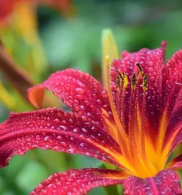 Kakovostno Vrtnarstvo Marvin