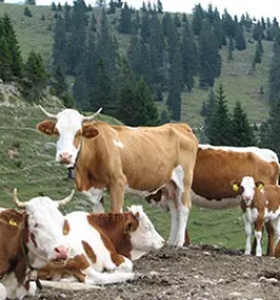 Ugoden odkup klavnih živali Gorenjska