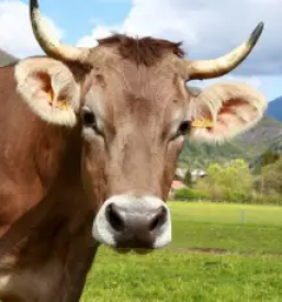 Pošten odkup klavnih živali Gorenjska