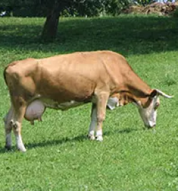 Odkup mleka Gorenjska