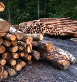 Posek in spravilo lesa trzic okolica