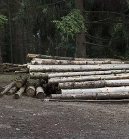 Posek in spravilo lesa trzic okolica