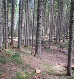 Ugoden odkup in prevoz lesa gorenjska