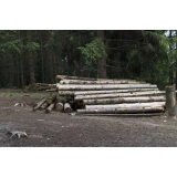 SEČNJA IN SPRAVILO LESA, JAN PIKL, S.P.