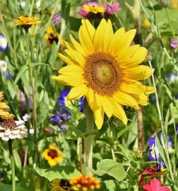 Dober apartma salamenci