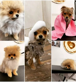 Dober pasji salon na gorenjskem