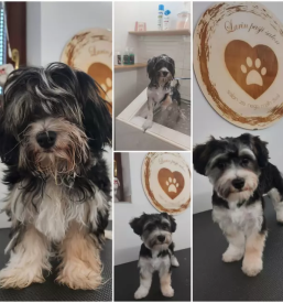 Dober pasji salon na gorenjskem