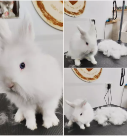 Dober pasji salon na gorenjskem