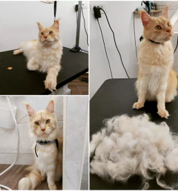 Dober pasji salon na gorenjskem