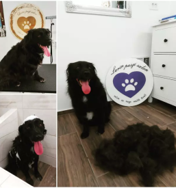 Dober pasji salon na gorenjskem