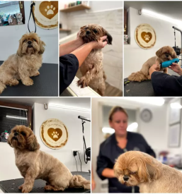 Dober pasji salon na gorenjskem