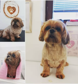 Dober pasji salon na gorenjskem