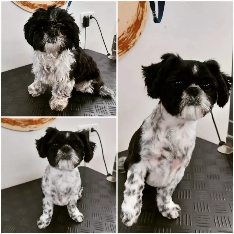 Če iščete res dober pasji salon na Gorenjskem, kjer se bo vaš kosmatinec dobro počutil, nas obiščite!