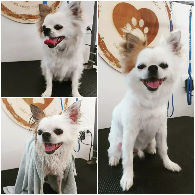 Pasji salon Tržič
