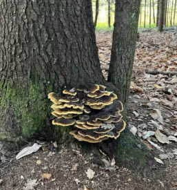 Ugoden najem piknik prostora ljubljana okolica