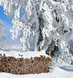 Ugoden posek in spravilo lesa Idrija