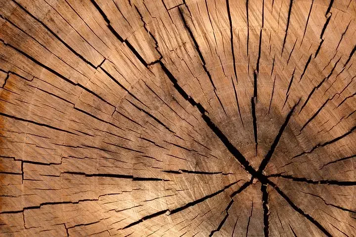 Posek in spravilo lesa Idrija