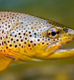 Prodaja postrvi sarenke posocje slovenija