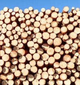 Trgovina in proizvodnja lesa sentjur