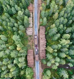 Trgovina in proizvodnja lesa sentjur