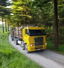 Trgovina in proizvodnja lesa sentjur