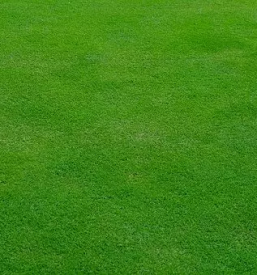 Ugodno urejanje okolice siska koseze