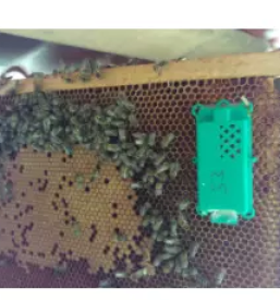 Cebelarska oprema ilirska bistrica