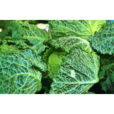 NATAŠA PETRIĆ S.P.