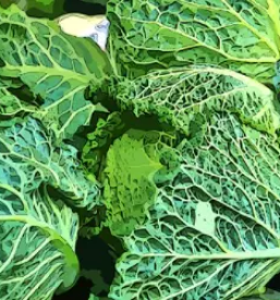 Ekoloska prehrana in prehranska dopolnila obala